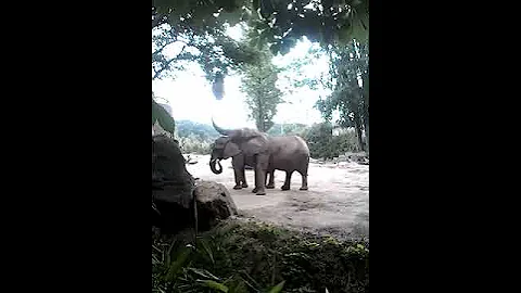 elefanten