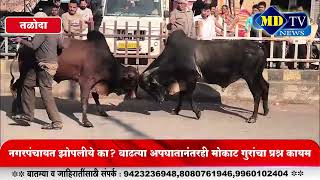 Download Lagu Nandurbar News : तळोद्यात कचराकुंडी की गुरांचे मरण अन्नाच्या शोधात गुरे खातायत प्लास्टिक...! MP3