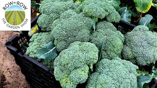 Broccoli, cauliflower, cabbage and brussels sprouts are all great
crops to grow in the fall vegetable garden. we discuss plant spacing,
row spacing ferti...