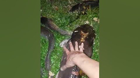 CÂU CÁ TRÊ SÔNG SÀI GÒN CÓ GÌ VUI | TƯ RÂU FISHING