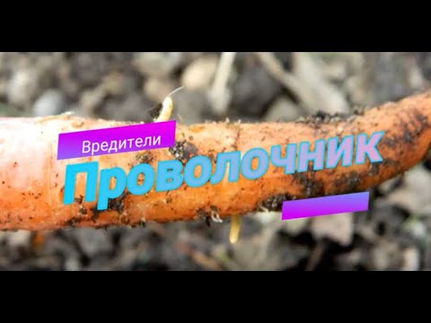 Проволочник подробно