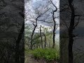 Short clip of the view from the West Highland Way at Loch Lomond