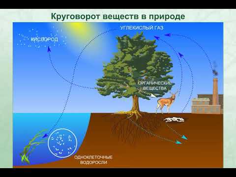 Видео: Какова роль фотосинтеза в викторине по экосистеме?