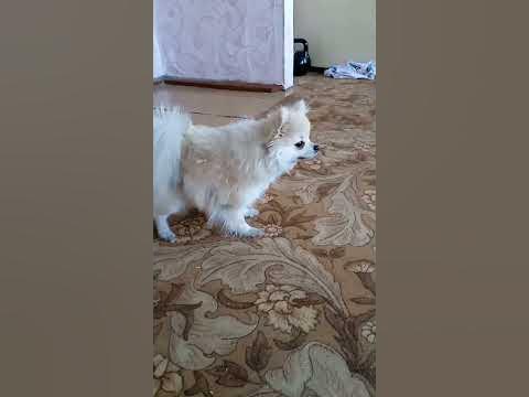 "Реакция на игрушку" #животные #кнопа #милашки #собака # ...