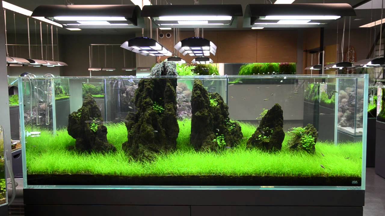 ada 水槽 maxresdefault.jpg?sqp=-