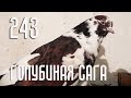 Голубиная сага - Эня в гостях у голубей (Серия 243)