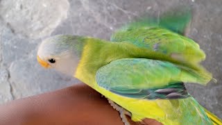 parrot sound// parrots talk#parrotvoices #parrots #viral