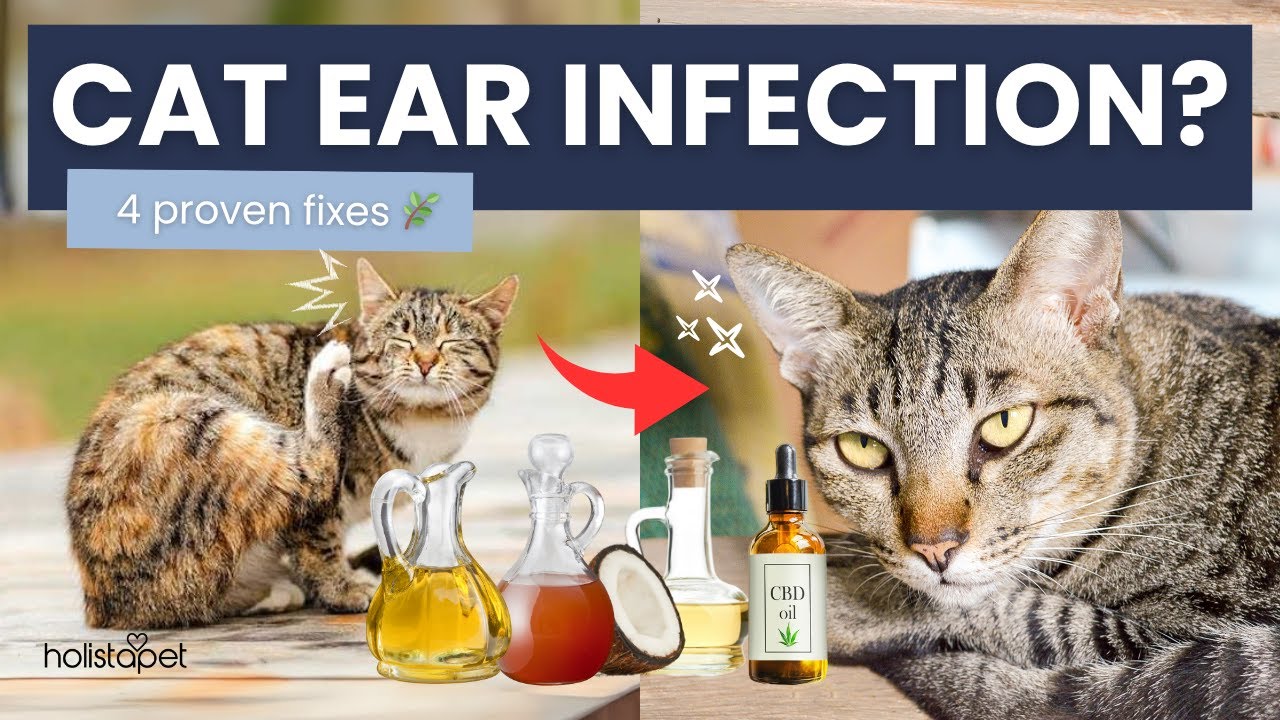 Photo inspiration: Fresh Look at Cat Ear Infections Try These 4 Proven Home Remedies First