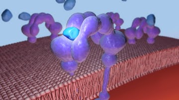 Exercise and Insulin Stimulated Glucose Uptake by Skeletal Muscle