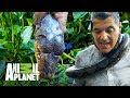 ¡Frank forcejea con una Pitón Reticular! | Wild Frank: En busca del dragón | Animal Planet