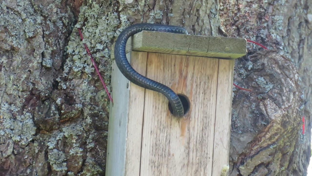 Kyy poistuu pöntöstä