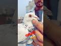 😱😱#birds#viral#kbooter#pigeon#shortsviral#kbooterbazi#kbootar#trendingshorts#shots#pigeo😱😱😱😱😱