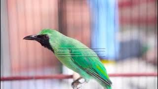 Cucak Ijo Bahan Bakal Langsung Ngeriwik Dengar Cucak Ijo Gacoran Tanpa Henti Satu Ini