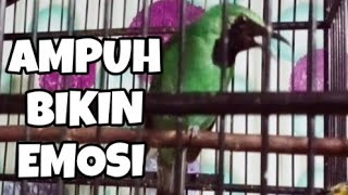 Siulan cucak ijo gacor pagi hari memanggil lawan