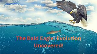The Bald Eagle: Evolution Uncovered!