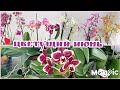 Мои волшебные орхидеи: счастье и радость в каждом цветочке! 🥰