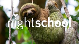 NightSchool: The Slow Life of Sloths