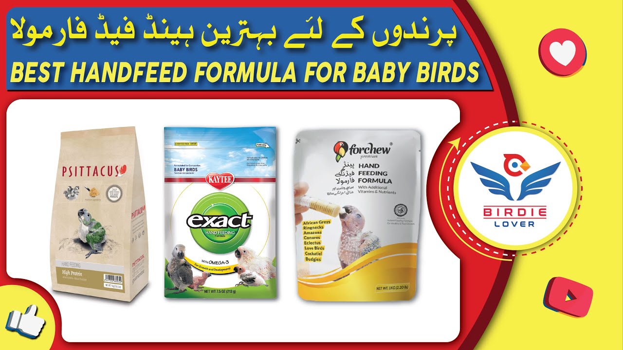 BEST HAND FEEDING FORMULA FOR BABY BIRDS PARINDO K LIYE HAND FEED