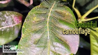 Mango baron caterpillar 🐛