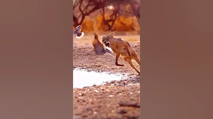 Fox attacked the pigeon, but the pigeon flew away before the fox could eat it.🕊🐺