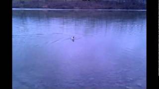 Pro Boat Decoy Brushless