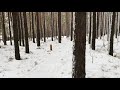 Встречаю первый снег в лесу