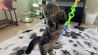 Skill and Thrill  Super Easy Improvised Toy For Cats to Catch Treat Like a Prey