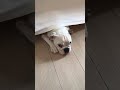 怒られて隠れる🐶赤ちゃんのブーその7👶#short #ブルドッグ #犬のいる暮らし