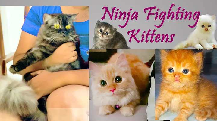 Watch the video about 😍Cute Persian Kittens Doing Funny Things 2020|Kittens Hide And Seek| Fighting Ninja Persian Kittens😮