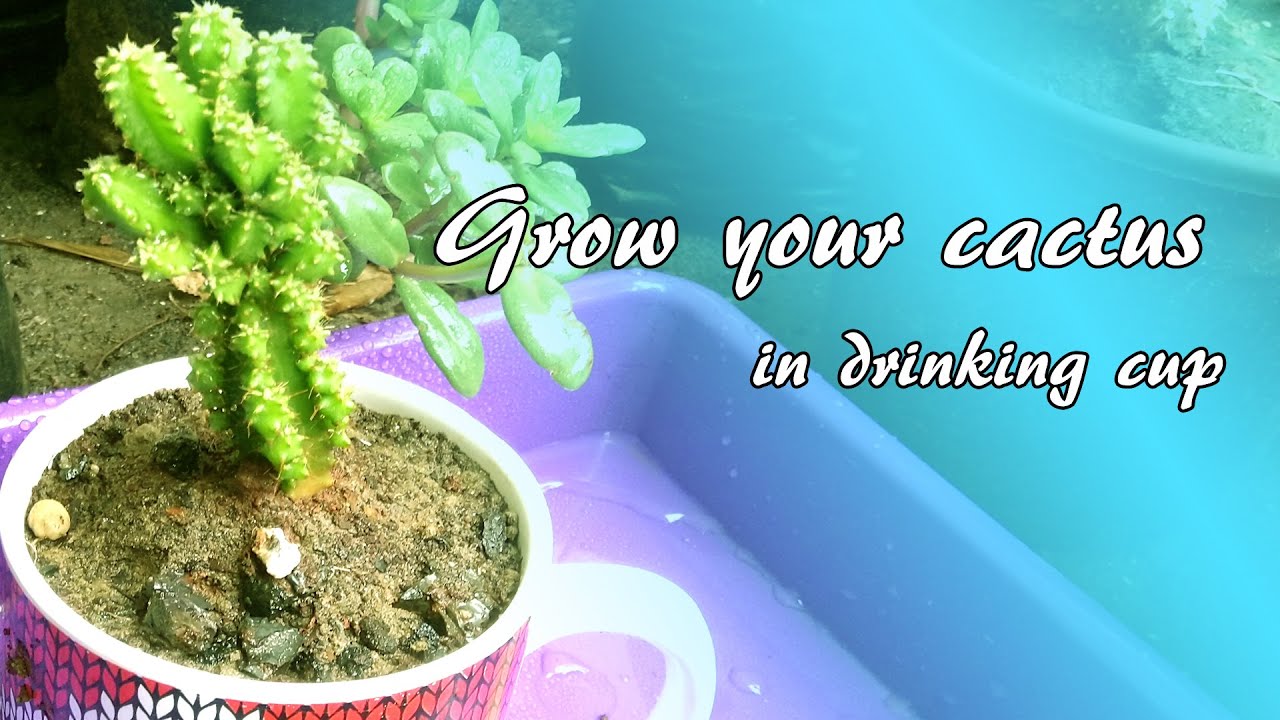 Grow your cactus in cup || How to grow cactus successfully || 