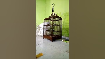 Prenjak belajar bunyi