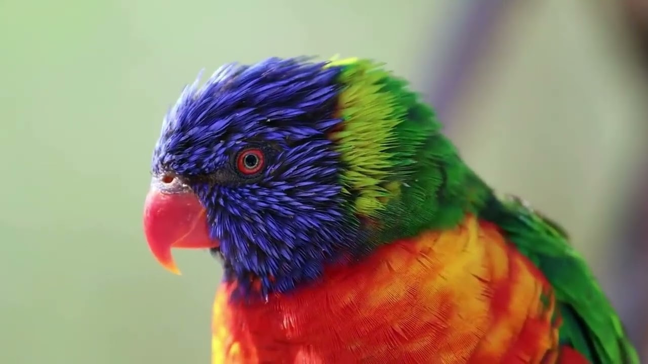 🕊️ Immerse yourself in the beauty of colorful birds in nature 🌿