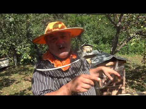 ოსიყმიშვილის უჩარჩო მეფუტრკეობა - Osikmishvili Natural Beekeeping