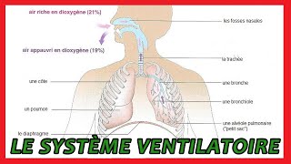 Cinq fonctions du système respiratoire