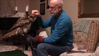 Part 2: Training Alice a red tailed hawk for falconry, days 2 and 3.