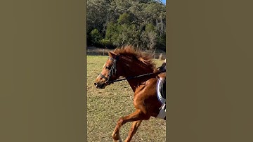 My first time galloping #cutepony #galloping #horses #horseriding #pony #aliyah