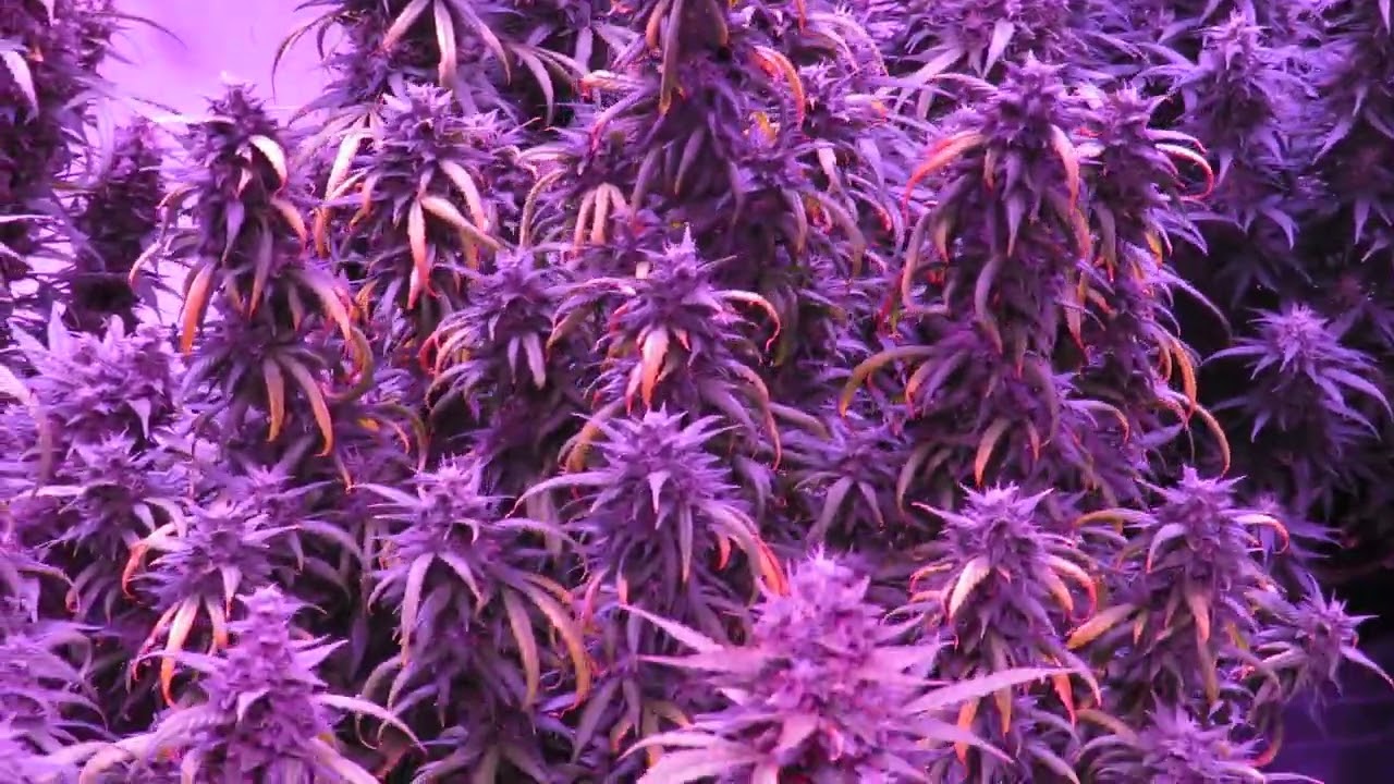 Gorilla Cookies Auto Flower 7-18-2022