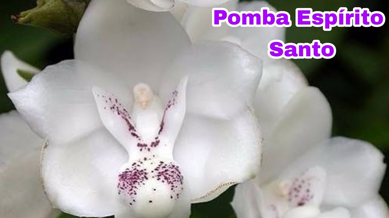 Como Cuidar da Orquídea Peristeria Elata/Dicas de Cultivo Orquidea's  Continental - thptnganamst.edu.vn