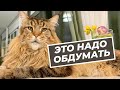 Мыслительный процесс кота Вилли