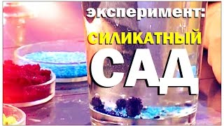 Галилео. Эксперимент. Силикатный сад