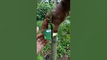 Sambung Pucuk Terong Vs Tekokak #sambungpucuk #grafting #cangkok #okulasi #terong #cepokak #tekokak