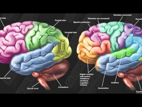 Why I Don't Eat Faces: A Neuroethical Argument for Veganism