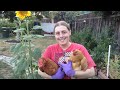 Backyard Chickens 101-The Ultimate Frugal Pets