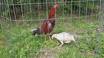 Flat comb hoi hen and dawb hen