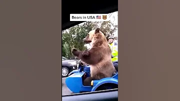 медведи в России vs медведи в Америке