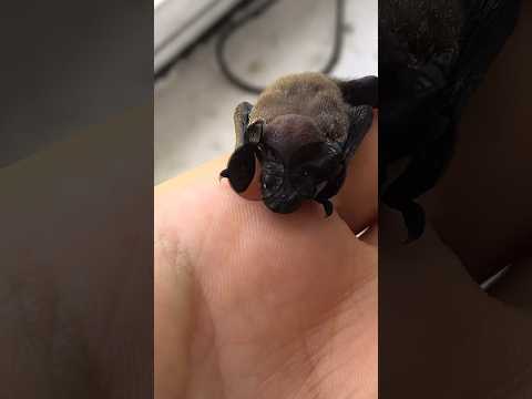 Video: Dove vivono i pipistrelli?