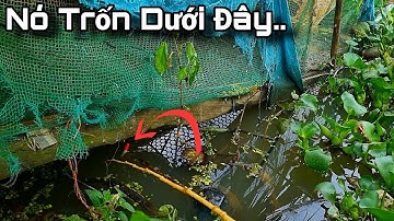 Tập 4 - Mùa Nước Rút Về Miền Tây Câu Cá Rô Đồng Giật Đã Tay, Cá Mập Ú Thấy Mà Ham | Trương Rô