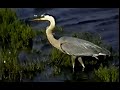 The ballona wetlands preservation nature vs gentrification