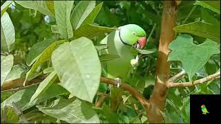 ringneck parrot natural sounds #parrot #ringneck #greenparrot #birds #chirping