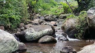 Mountain River In The Wild | Pure  Nature Sounscape